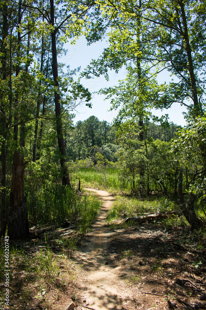 Obraz premium Path in the Woods