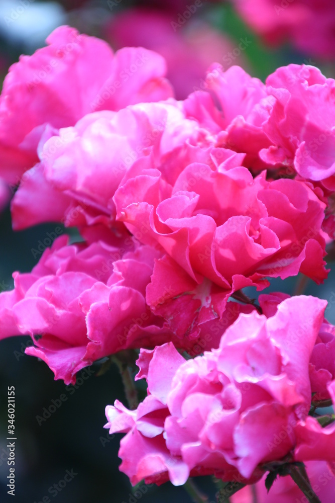薔薇 薔薇