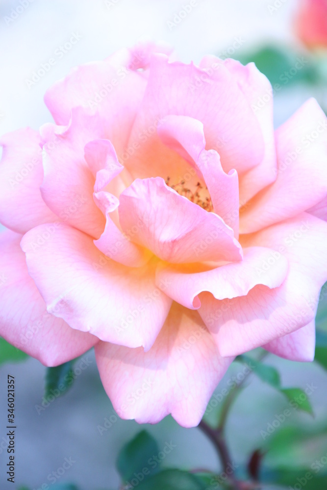 薔薇 薔薇