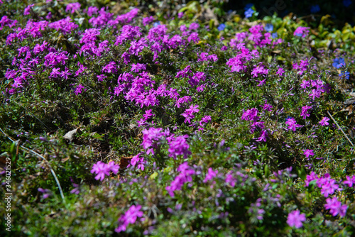 The Alps field with pink flowers