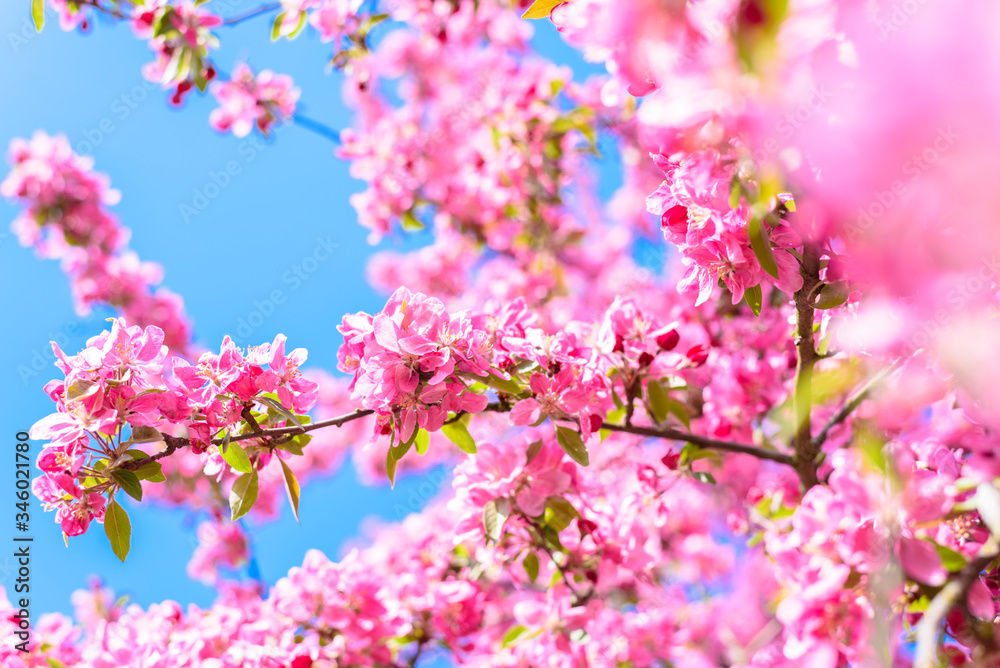 Beautiful bunches of pink flowers of cherry tree in blossom, from low angle view on blue sky background. Colorful nature. Beautiful bunches of pink flowers of cherry tree in blossom, from low angle view on blue sky background. Colorful nature.