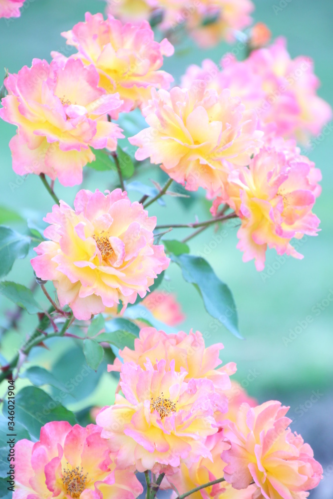 Obraz premium 薔薇