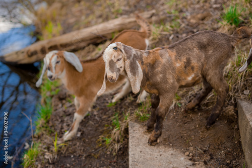 goats © Anna