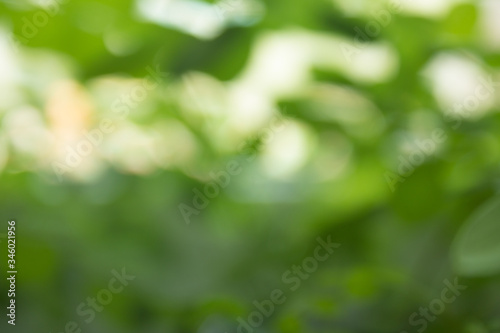 Abstract unfocused blurry background - green foliage and copy space