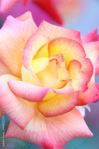 Wallpaper Mural 薔薇 Torontodigital.ca