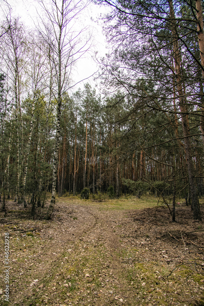 forest landscape with dirt road and trees on a cloudy spring day forest landscape with dirt road and trees on a cloudy spring day