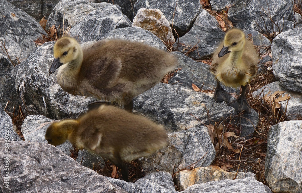 Fototapeta premium Goslings Explore Their Environment
