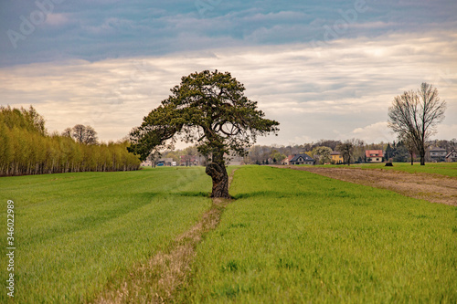 calm spring landscape with a lonely tree growing on a field of young grain on a cloudy spring day © Joanna Redesiuk
