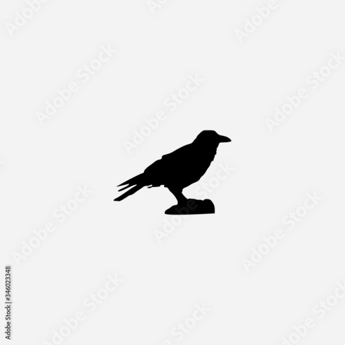 raven