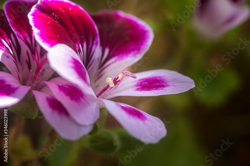 Close up on a pink geranium flower with petals  pistils with pollen
