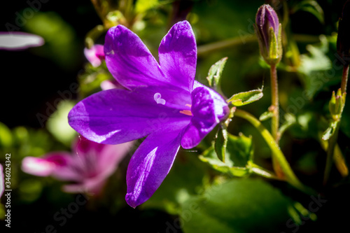 Close up on a purple campanula flower with petals  pistils with pollen
