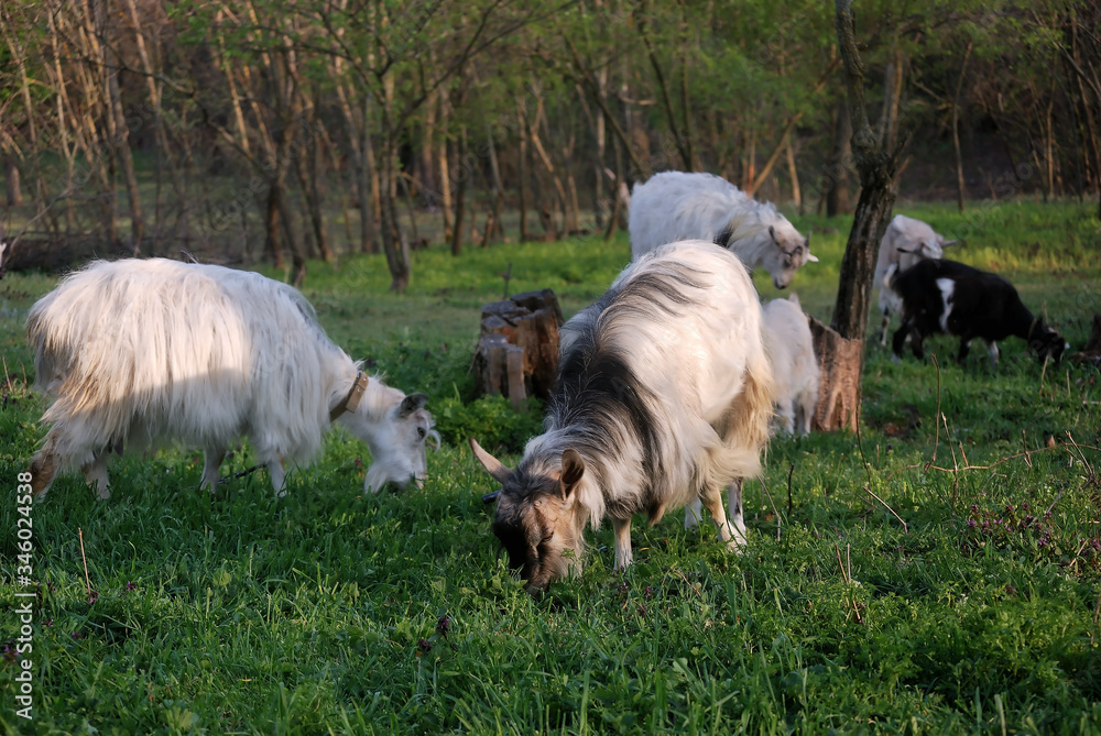 Obraz premium Domestic goat eats grass