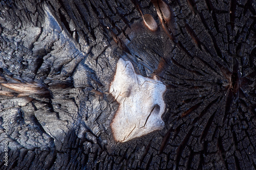 A macro image of the burnt, charred surface of the end of a tree trunk; little escaped the Australian bush fires of 2019...or black summer.