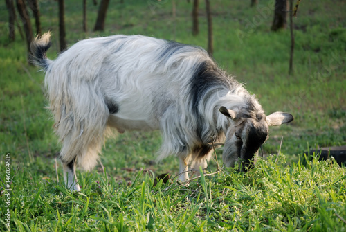 Domestic goat eats grass