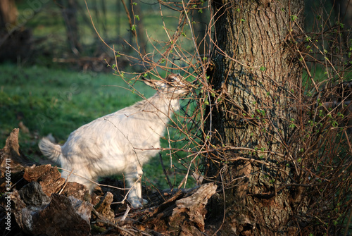 Domestic goat eats fresh twigs