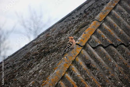 Hoopoe is a small brightly colored bird