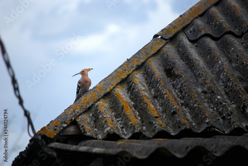 Hoopoe is a small brightly colored bird