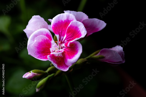 Pink geranium flower on black background