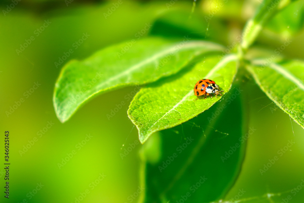 ladybug on green leaf