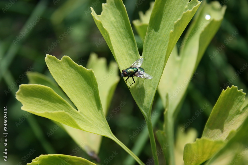 Fototapeta premium grüne Fliege