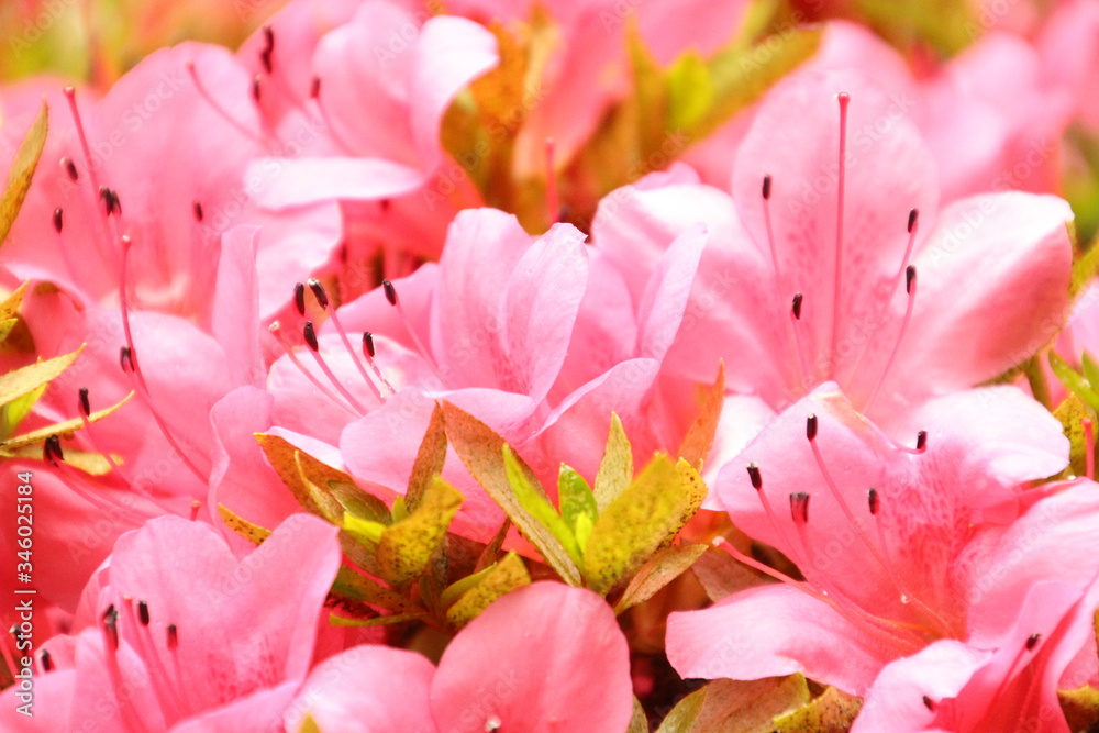 Fototapeta premium さつき