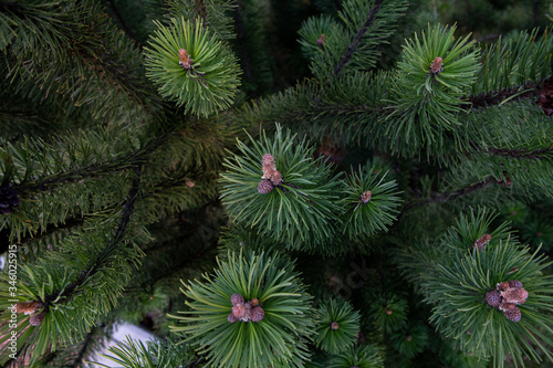 pine tree branches