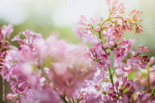 blossoming spring lilac flowers in bright sunny daylight © Марія Домашенко