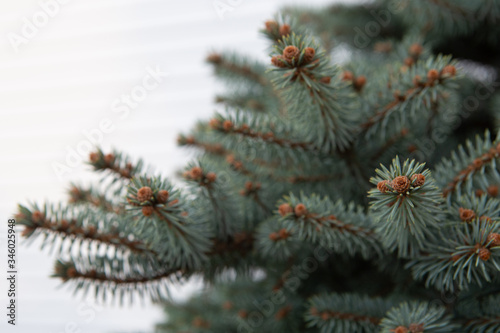 fir tree branches with cones against the white wall