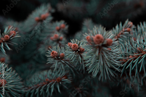 close up of pine cones on a branch