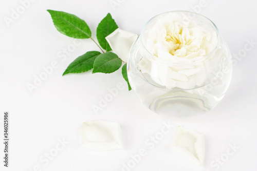 White rose single in transparente glass with water on the white background.