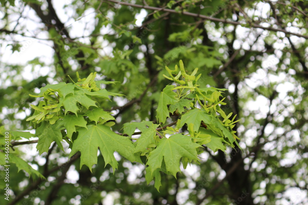 Seeds ripen on a maple tree
Seeds ripen on a maple tree