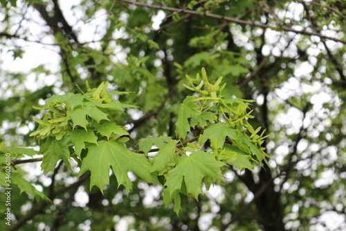  Seeds ripen on a maple tree