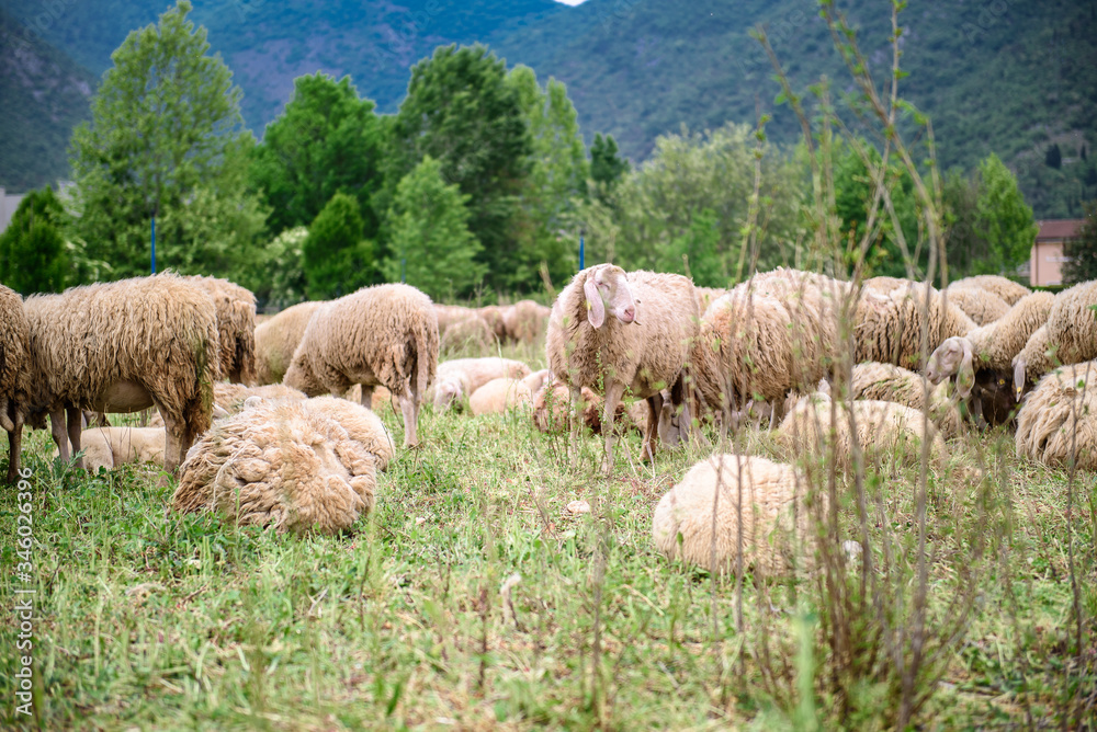 Sheep and goats