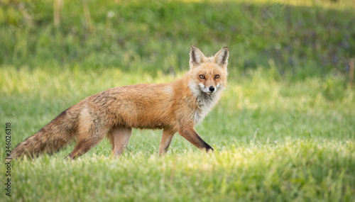 Red Fox © Harry Collins