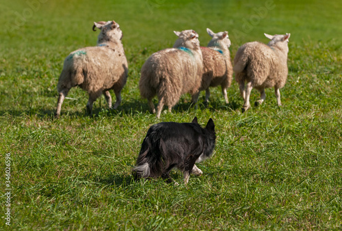 Photography Herding Dog Tracks Closely Behind Herd of Sheep (Ovis aries) Autumn