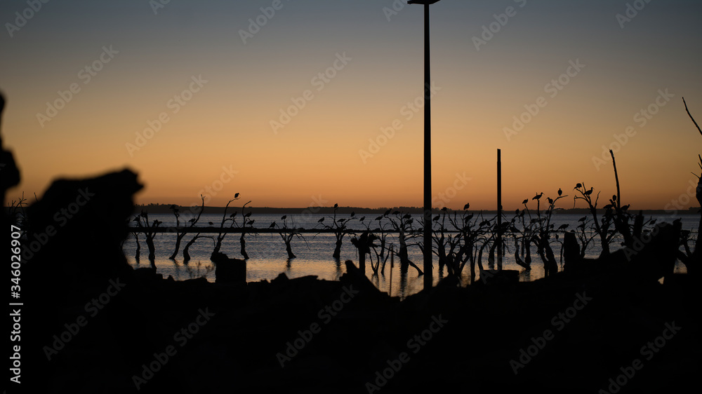 birds flying at dawn over the epecuen lake