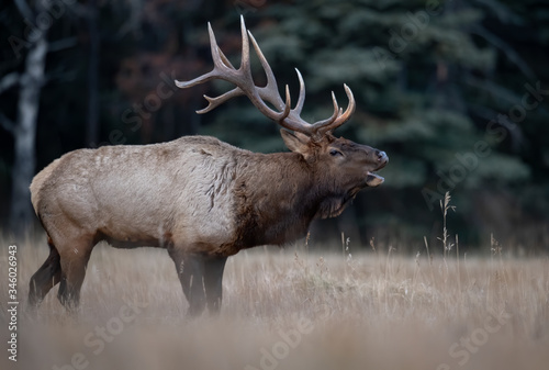 Bull elk in Jasper Canada © Harry Collins