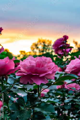 Fototapeta Naklejka Na Ścianę i Meble -  Close-up on a rose and a rosebush with a sunset in the background