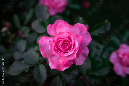 Very close up view of a pink rose with detail of the petals