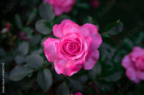 Very close up view of a pink rose with detail of the petals