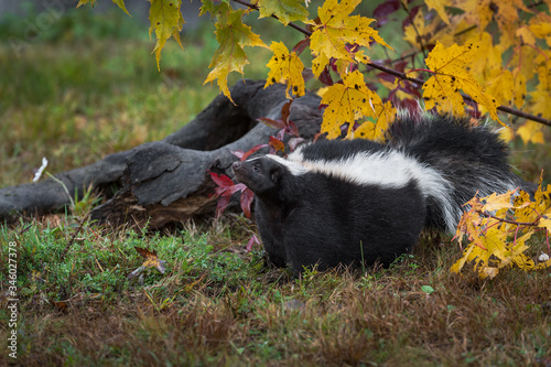 Striped Skunk (Mephitis mephitis) Raises Nose to Sniff Air by Log Autumn