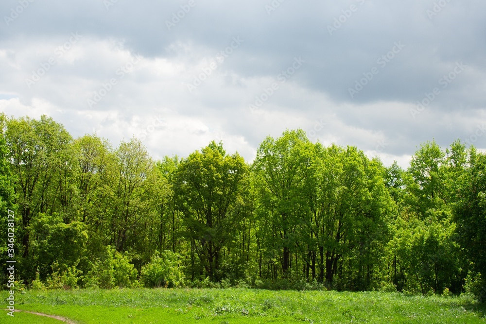 forest sky wide angle tree, view. forest sky wide angle tree, view.