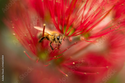 Honey bee gathering nectar and pollen from the red Pohutukawa flowers. The Pohutukawa tree which is also called the New Zealand Christmas tree is in full bloom in summer.