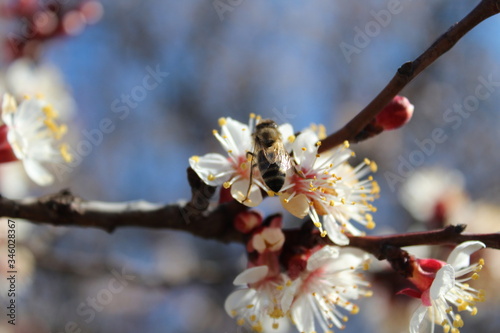 Bee on a flower. Apricot color.