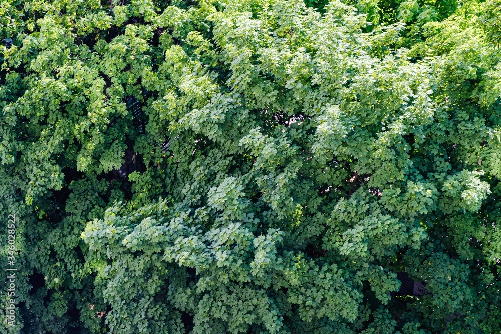 Naklejka premium Forest seamless pattern - view from above.