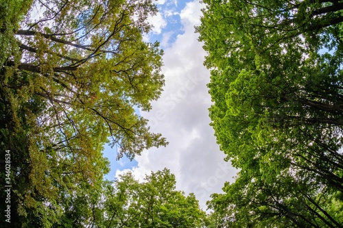 forest sky wide angle tree,...