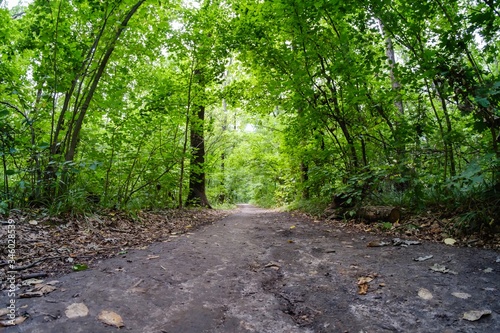 nature tree forest landscap...