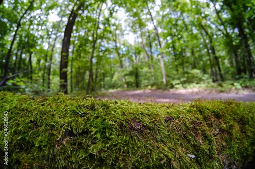 nature tree forest landscap...