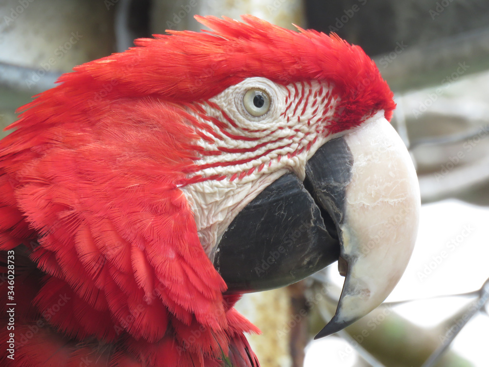 The scarlet macaw is a large brilliantly colored red, yellow, and blue Central and South American parrot. With wide strong wings and hollow bones.