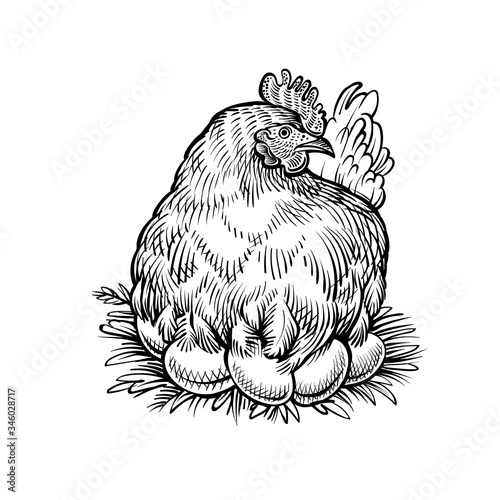 Hen on the nest, vector sketch. Farm chicken with eggs, vintage illustration in engraving style.